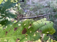 Diapheromera femorata