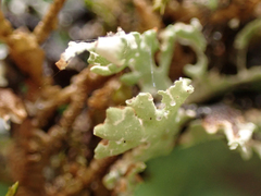 Hypogymnia physodes