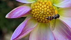 Toxomerus occidentalis