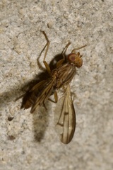 Opomyza germinationis