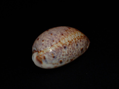 Lyncina lynx