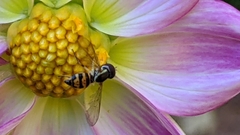 Toxomerus occidentalis