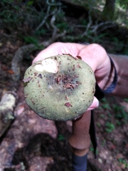 Heterophyllidia