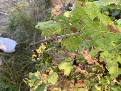 Diapheromera femorata