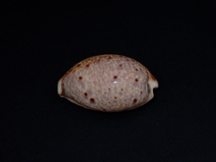Lyncina lynx