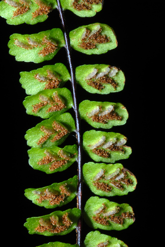 Asplenium trichomanes