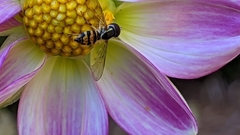 Toxomerus occidentalis