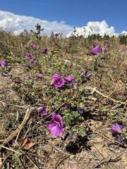 Malva sylvestris mauritiana
