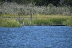 Malaclemys terrapin terrapin