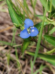 Commelina diffusa