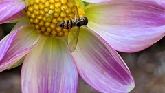 Toxomerus occidentalis