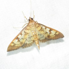 Mimorista subcostalis