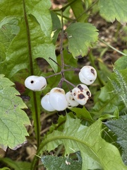 Actaea rubra neglecta