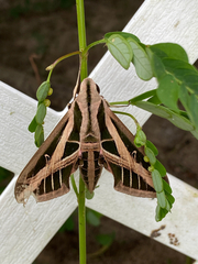 Eumorpha fasciatus