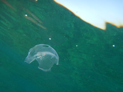 Aequorea forskalea