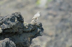 Salpinctes obsoletus