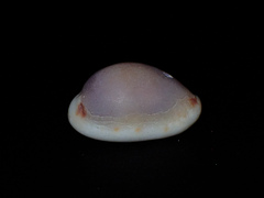 Naria labrolineata