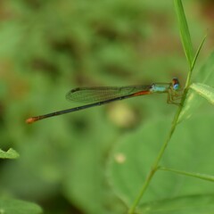 Ceriagrion cerinorubellum