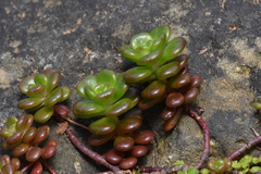 Sedum oreganum