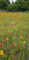 Castilleja citrina