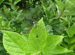Erythemis simplicicollis