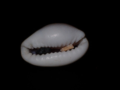 Naria labrolineata
