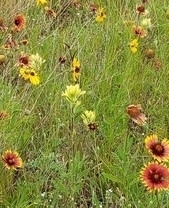 Castilleja citrina