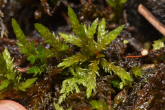 Climacium dendroides