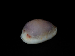Naria labrolineata