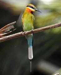 Merops philippinus