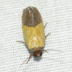 Ponometia bicolorata