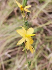Echeandia flavescens