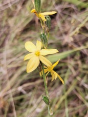 Echeandia flavescens