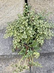 Asplenium ruta-muraria