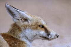 Vulpes vulpes barbara