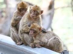 Macaca sylvanus