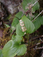 Maianthemum dilatatum
