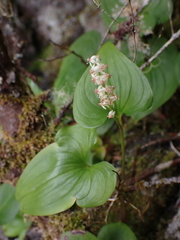 Maianthemum dilatatum
