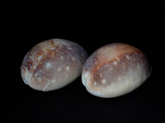 Lyncina vitellus