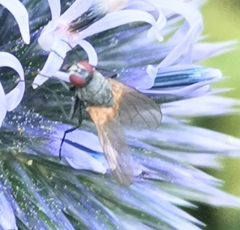 Thricops semicinereus