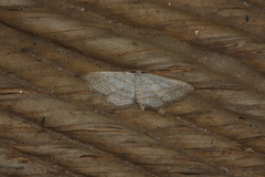 Idaea elongaria