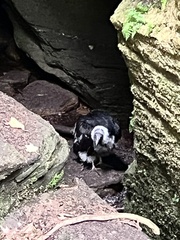 Cathartes aura