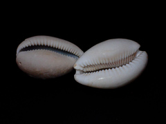 Lyncina vitellus