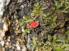 Trombidioidea