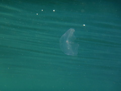 Aequorea forskalea