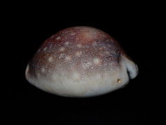 Lyncina vitellus