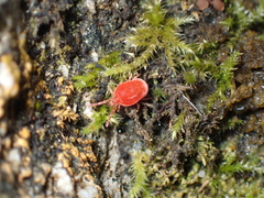Trombidioidea