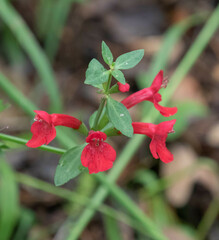 Stachys coccinea