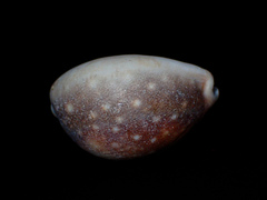 Lyncina vitellus