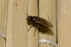 Sphaeroceridae